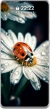 Magandang Koleksyon ng Makukulay na Wallpaper ng Kuwit ng Bulaklak
